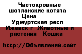Чистокровные шотланские котята › Цена ­ 6 000 - Удмуртская респ., Ижевск г. Животные и растения » Кошки   